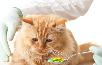 Привикване към антихелминтиците за котки и котенца - подбор и приложение