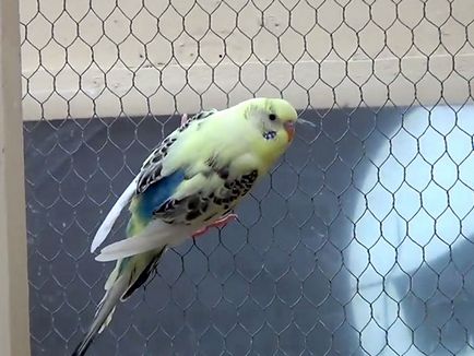 Букса за вълнисти папагали с техните ръце, фото и видео