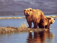 Voice мечка mp3 глас ръмжи кафява мечка (Ursus ARCTOS) слушате безплатно онлайн