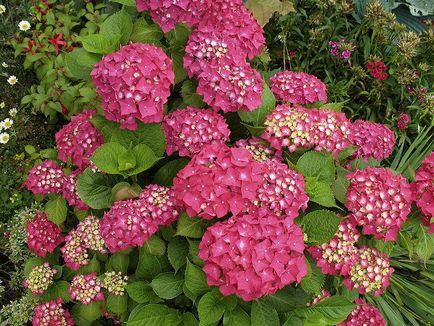 Hydrangea - описание, видове, грижи, отглеждане, снимки