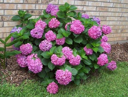 Hydrangea - описание, видове, грижи, отглеждане, снимки