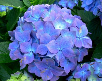 Hydrangea - описание, видове, грижи, отглеждане, снимки