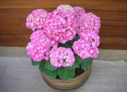 Hydrangea - описание, видове, грижи, отглеждане, снимки