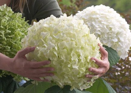 Hydrangea - описание, видове, грижи, отглеждане, снимки