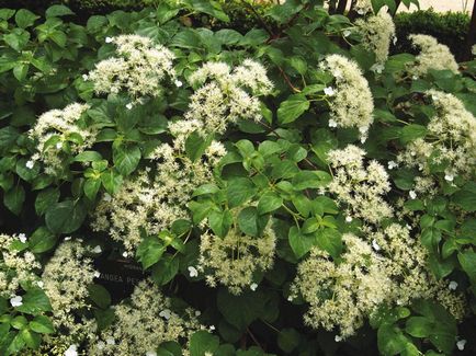 Hydrangea - описание, видове, грижи, отглеждане, снимки