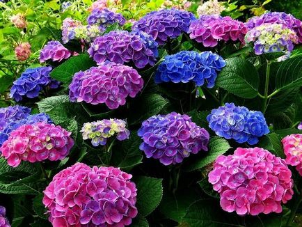 Hydrangea - описание, видове, грижи, отглеждане, снимки