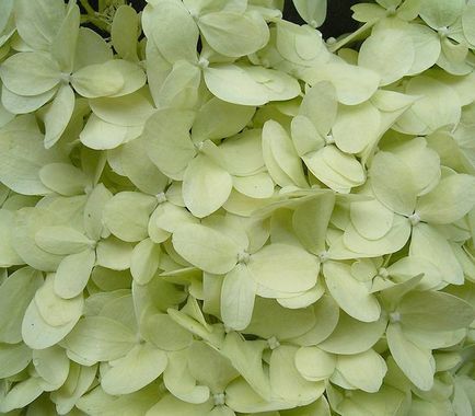 Hydrangea - описание, видове, грижи, отглеждане, снимки