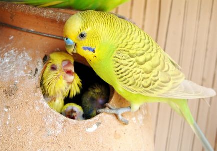 Подготовка на гнездото за вълнисти папагалчета с ръцете си подробните устройствени класове