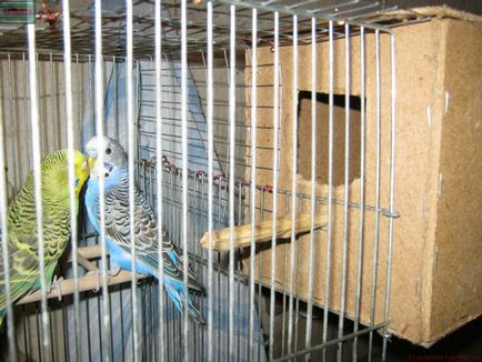 Подготовка на гнездото за вълнисти папагалчета с ръцете си подробните устройствени класове