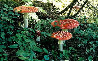 Mushroom червена мухоморка снимка, описание и лечебни свойства на тинктури от него