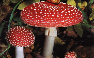 Mushroom червена мухоморка снимка, описание и лечебни свойства на тинктури от него