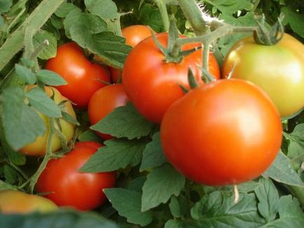 Гъсеници ядат домати