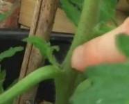 Гъсеници ядат домати