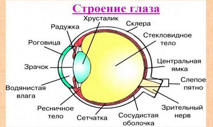 Каква е структурата на окото на човешкото око