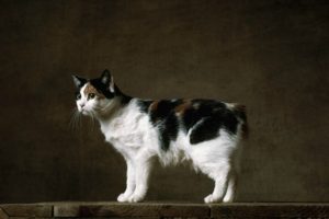 Какво порода котка е най-нежна и ръчно върха 11