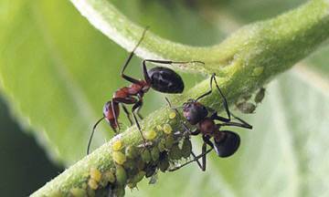 Как да се справим с мравките в леглата
