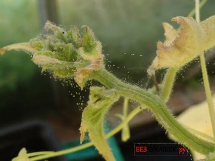 Как да се справим с акарите на краставици от краставици спрей