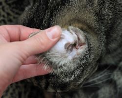 Как да се чисти ушите на котенцето