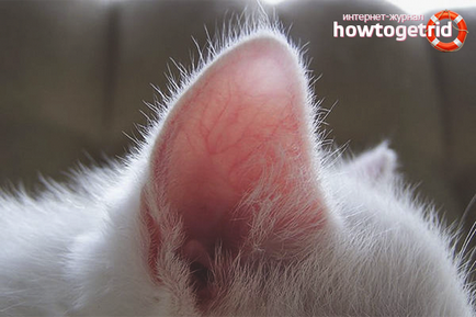 Как да се чисти ушите на котенцето в дома