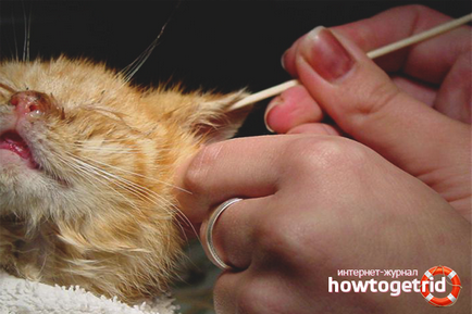 Как да се чисти ушите на котенцето в дома