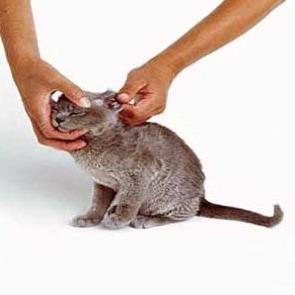 Как да се чисти ушите на инструкции котенца за грижа на собствениците