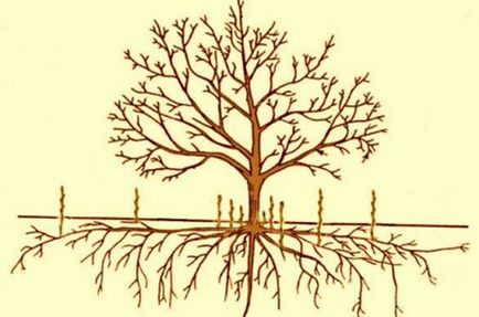 Как да се отстраняват ефективно растежа на корен в черешката и сливата - Тайните градинари