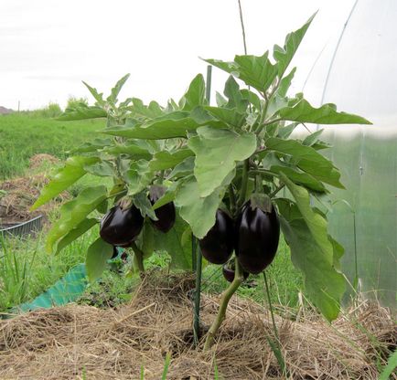 Как да създадете патладжан расте в оранжерия и открито поле