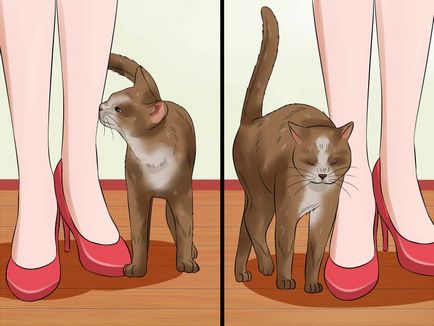 Как да се изгладят много нервна котка - vripmaster