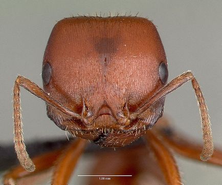 Какво мравките са полезни и кои са опасни клуб pochemuchek