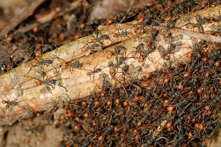 Какво мравките са полезни и кои са опасни клуб pochemuchek