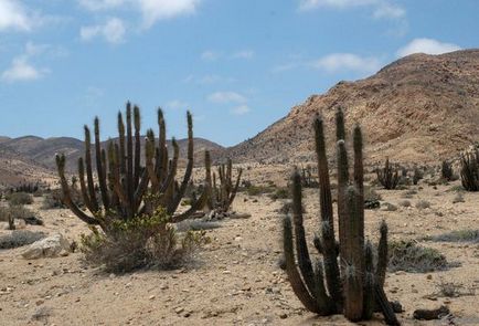 Какви растения растат в пустинята (имената и снимките)