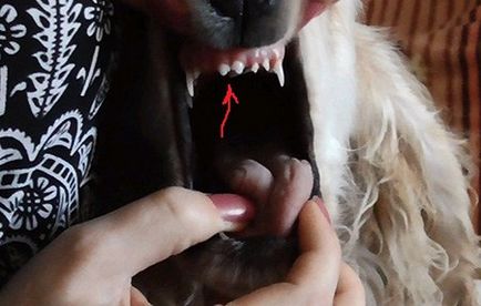 Както и когато е налице промяна на зъбите при кучета автор ветеринарен лекар, детски фауна
