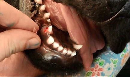 Както и когато е налице промяна на зъбите при кучета автор ветеринарен лекар, детски фауна