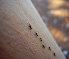 Как да се отървете от черните мравки в къщата