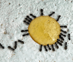 Как да се отървете от черните мравки в къщата