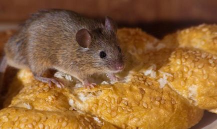 Как да се отървем от мишки в частен дом отрова за плъхове и мишки