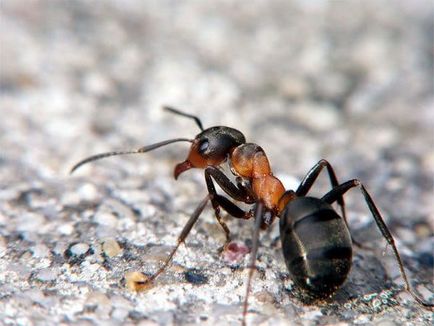 Как да се отървем от мравки в леглото 1