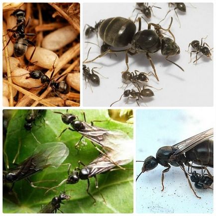Как да се отървем от мравки в леглата на народната медицина у дома с краставици,