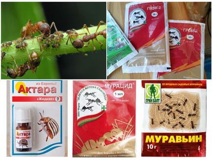 Как да се отървем от мравки в леглата в градината на народни средства