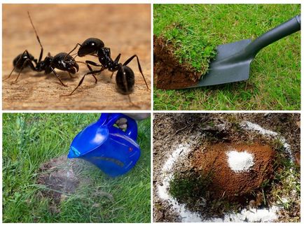 Как да се отървем от мравки в леглата в градината на народни средства