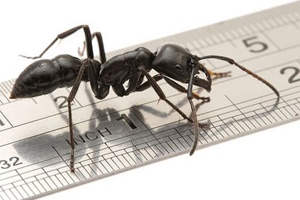 Как да се отървем от мравки в къщата