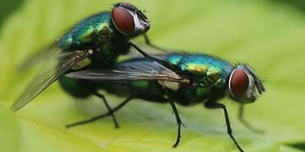 Как да се отървем от мухи в къща, фолк и химикали