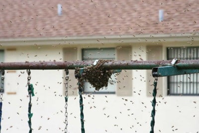 Как да се отървем от оси и пчели съседни прости методи за защита на вашето семейство