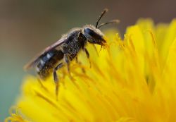Как да се отървем от пчели на сайта, от съседите, от защита на дивата природа, какво страх, какви растения