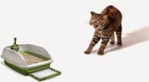 Как да се отървете от миризмата на урина котка в апартамента веднъж завинаги