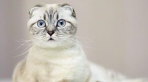 Как да се отървете от миризмата на урина котка в апартамента веднъж завинаги