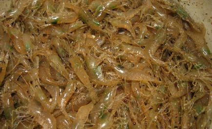Как да хванеш скариди в Черно море и Азовско море, методите за улов на скариди