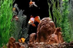 Как да променя водата в аквариума