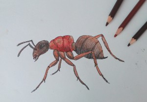 Как да се направи мравка постепенно привлече молив, моето бебе