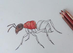Как да се направи мравка постепенно привлече молив, моето бебе